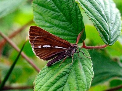 Dennenspanner, Bupalus piniaria.JPG
